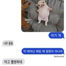 아기강아지 이미지