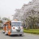 ◆(사진)서울대공원 벚꽃과 코끼리열차 & ◆현충원 벚꽃 이미지