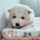 몽글몽글 이미지