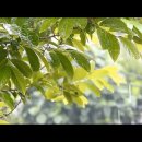 피아노숲 이미지