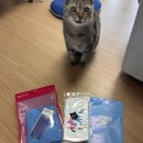 컷&칼라 | 센티 팔레트 샤베트 서포트백 세미컷 플립턴 s사이즈 후기
