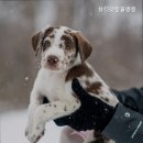 뷰티펫동물병원 이미지