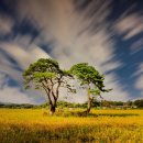 소나무풍경 이미지