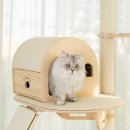 오로라 캣 이미지