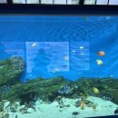 경포아쿠아리움박물관 이미지
