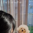 속초애견 더 이쁘개 이미지