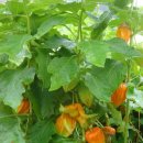 선인농장 이미지