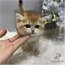 금산 활력의집 | 금산고양이분양 파라다이스펫에서 맞이한 가족