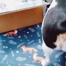방구동구스낵 이미지