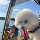 아루보리 이미지