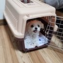 뭉치켄넬 | 강아지캔넬 강아지 이동장 애구애구 사용후기