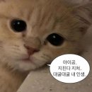 캐롯트리