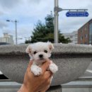 행복하개 남양주점 이미지