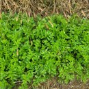 송천삼거리~농공단지로타리 | 정읍 덕재산, 바둑이산, 마태봉