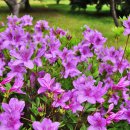 세류1 42-40 이미지