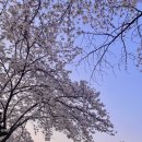 돼지게티 이미지