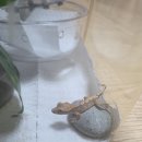 유림로 | 광주도마뱀 전문점 [ 쏭크레 ] 크레스티드 게코 입양 후기 뚜둥