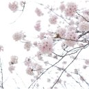 북구-동천자전거길(동측) | “광주 벚꽃 명소 가볼만 한 곳 BEST 3 총정리