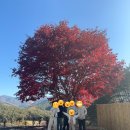 무릉도원면-49 이미지