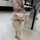 야옹이네 | 천안고양이카페 야옹이네 방문후기