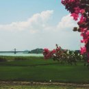 영산로 배롱나무길 이미지