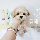 김해해피몽