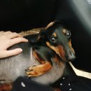 고미콩 네이버블로그