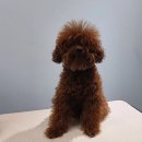 #the예쁘개 이미지