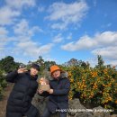 충만농장 | 서귀포 감귤따기 은하감귤체험농장 감성충만한 포토존은 덤!