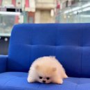 내품안의반려견 은평점 이미지