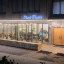 브로우 플랜트