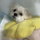 아프리카동물병원 | 강서구 아프리카동물병원 강아지 침샘류, 침샘낭종 수술 후기 / 강아지 목부음, 턱밑부음(1)