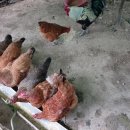 영숙농장 이미지