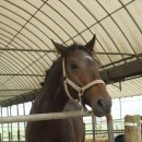 영웅목장 이미지