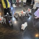 러브애견 | 대구 아이러브독도 애견카페 | 아이가 좋아해서 또 다녀온 후기