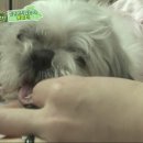 꽃님이 이미지