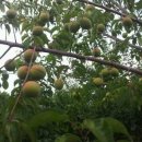 청남농원 이미지