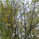 오리나무로 | 🍁 인천오류동 단풍나무 오리주물럭 후기 – 매콤하고 깊은 맛의 오리고기 맛집!