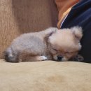 지금여기서행복하개 이미지