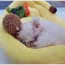 광주강아지분양 애견분양 마마스미독 광주점 이미지