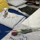 쭈니동물병원 이미지