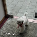 대전 대흥동 성심당 근처 상주견이 있는 카페, 크리켓사운드