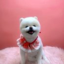 고려 애견 미용실 이미지