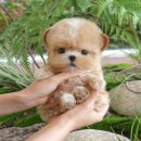 미유펫대구 강아지분양고양이분양(도그플러스동물병원) | 경주강아지분양 소중한 만남 미유펫