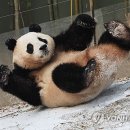 푸바오