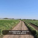 제주 모슬포 알뜨르 비행장 일제 지하벙커 | [제주/서귀포] 알뜨르비행장 - 제주 서귀포의 대표...역사들 / 제주도의 일제 지하 벙커, 격납고...