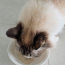 아이이음 | 고양이 습식 추천 기호성 좋은 간식 24살 반려묘를 위해 만든 뽀미네이음 내돈내산 후기