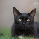 에이스동물병원 이미지