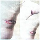 뷰티 앤 도그쇼 이미지