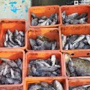 물쌍거리 이미지